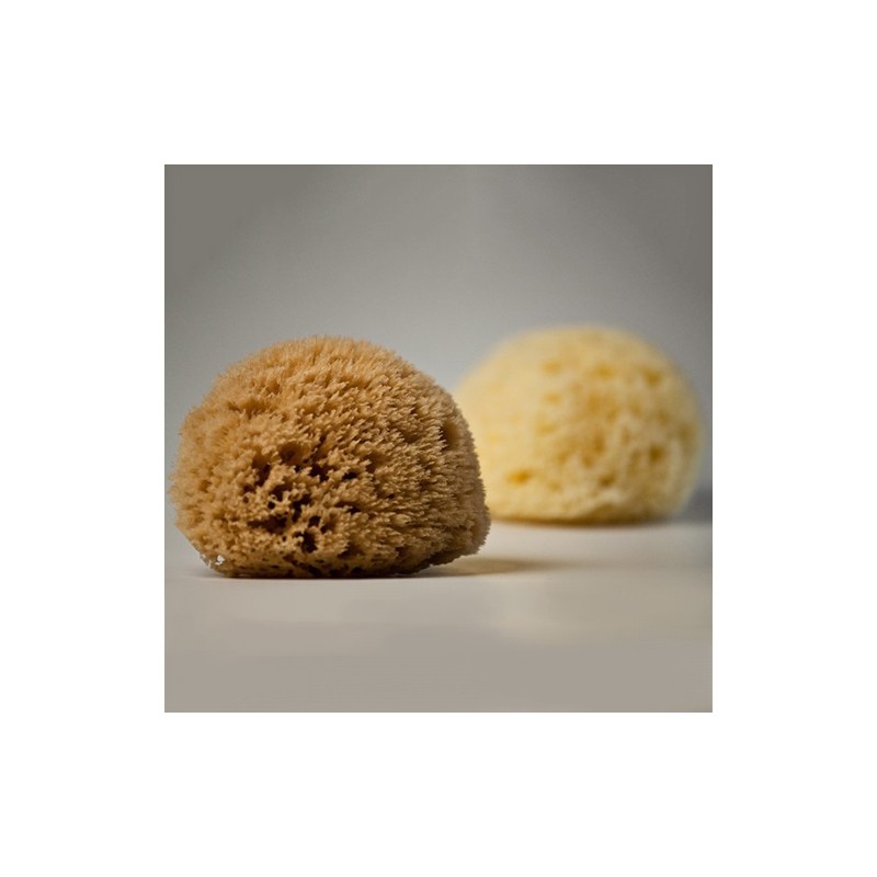 Natural Sea Sponge
