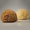 Authentic Kalymnos Sponges 08cm - 18cm