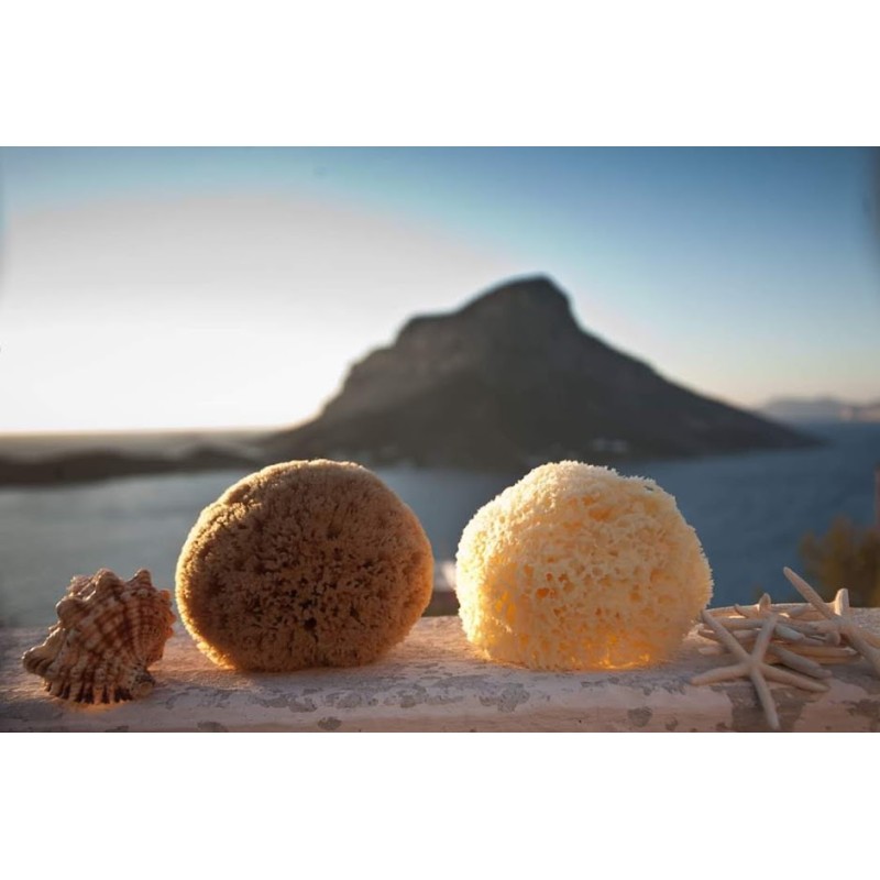 Natural Sea Sponge