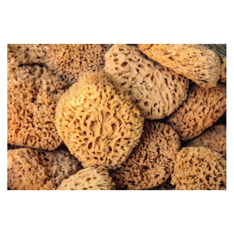 Natural Sea Sponge