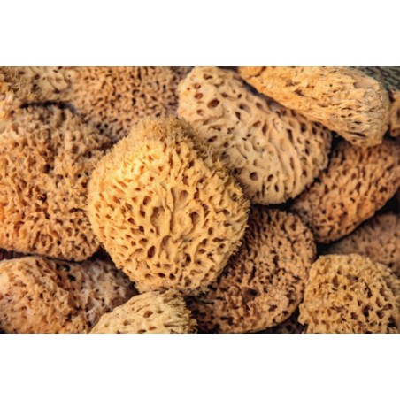 Natural Sea Sponge