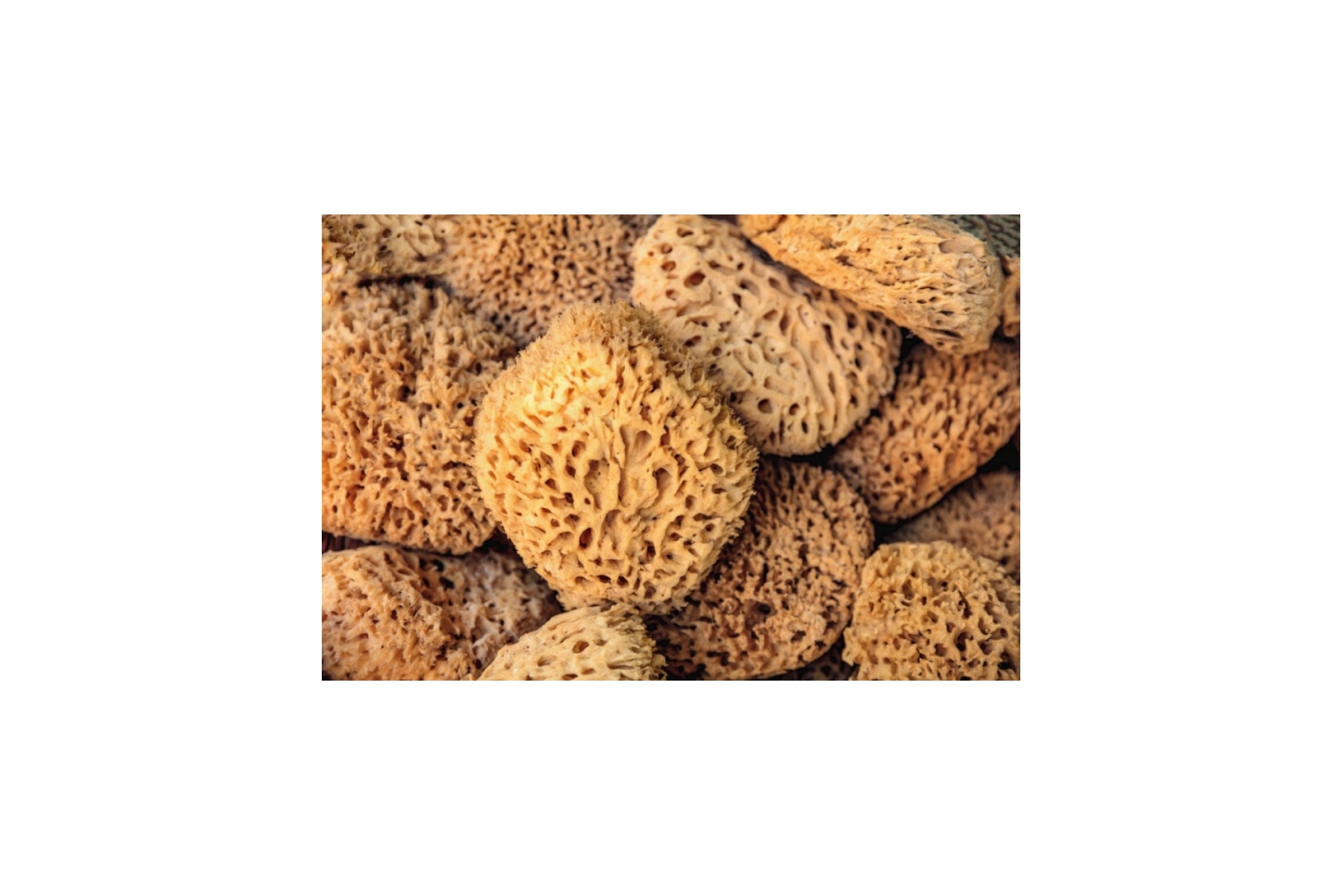 Authentic Kalymnos Sponges 08cm - 18cm-1