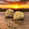 Authentic Kalymnos Sponges 08cm - 18cm-2
