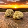 Authentic Kalymnos Sponges
