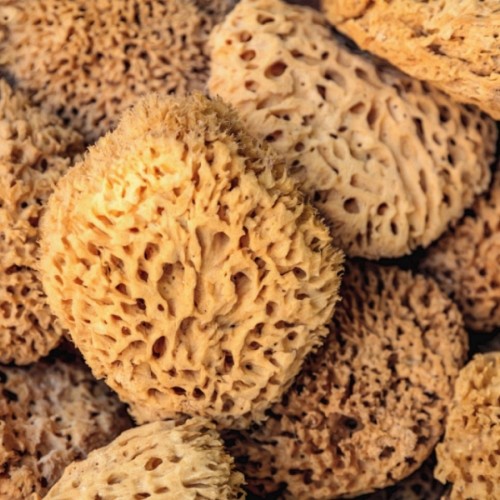 Authentic Kalymnos Sponges